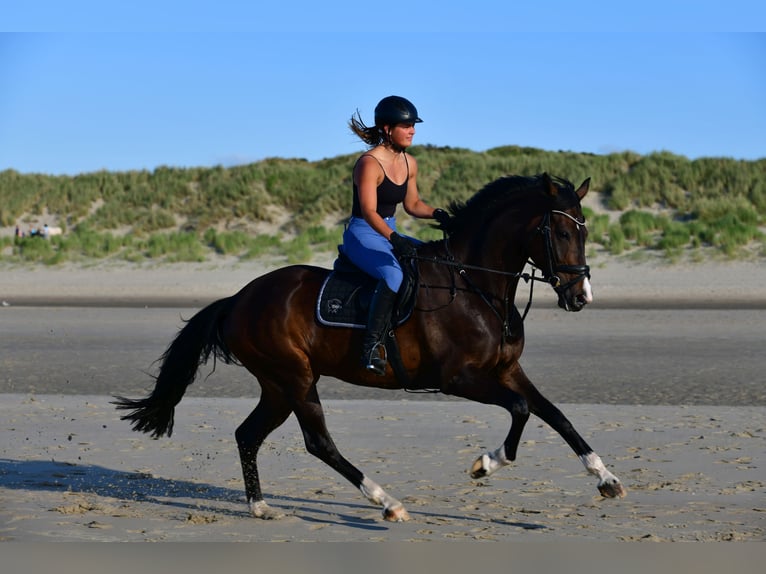 Rhinelander Mare 14 years 16.1 hh Bay-Dark in Wenden