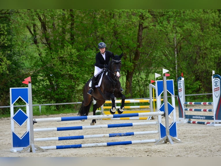 Rhinelander Mare 14 years 16.1 hh Bay-Dark in Wenden