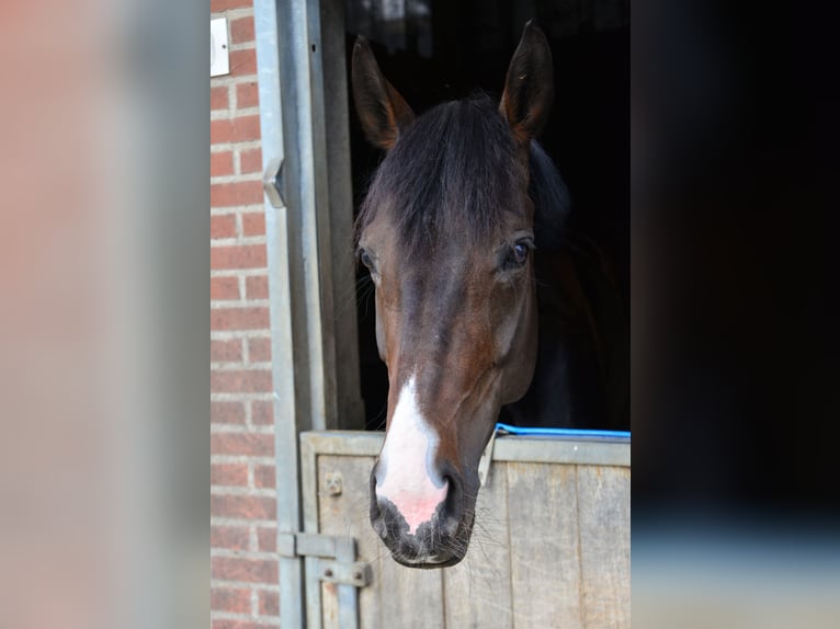 Rhinelander Mare 14 years 16.1 hh Bay-Dark in Wenden