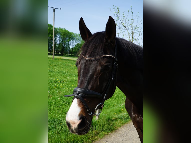 Rhinelander Mare 14 years 16.1 hh Bay-Dark in Wenden