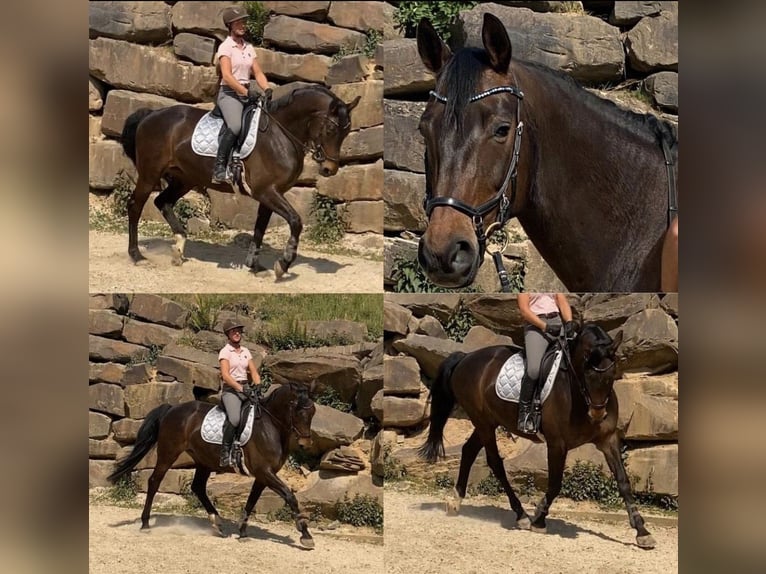 Rhinelander Mare 14 years 16,1 hh Brown in Lindlar