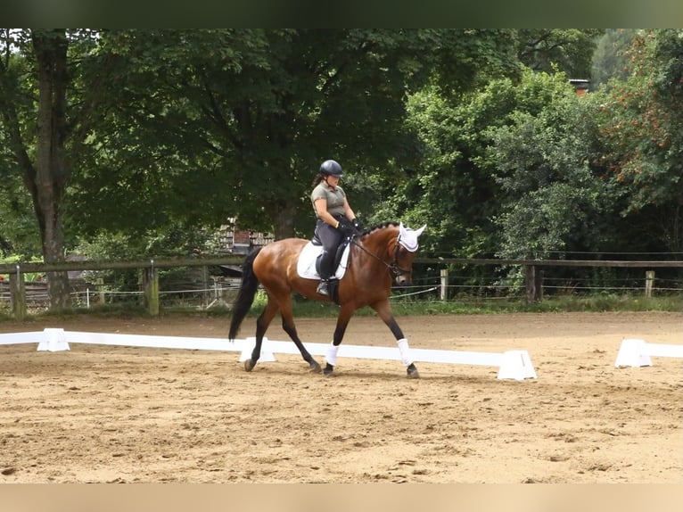 Rhinelander Mare 14 years 16.1 hh Brown in Porta Westfalica