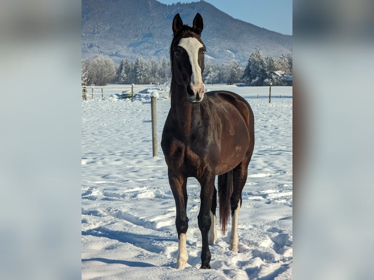 Rhinelander Mare 14 years 16.1 hh Brown in Penzberg