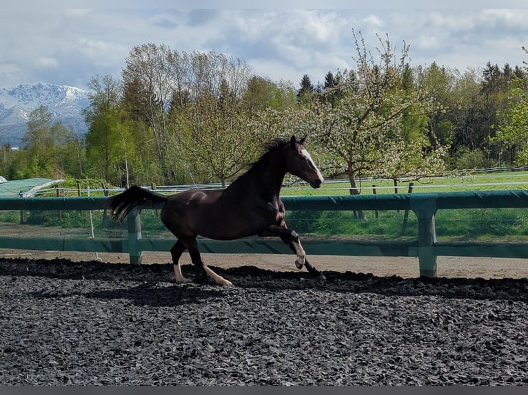 Rhinelander Mare 14 years 16.1 hh Brown in Penzberg