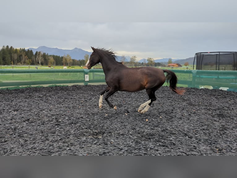 Rhinelander Mare 14 years 16.1 hh Brown in Penzberg