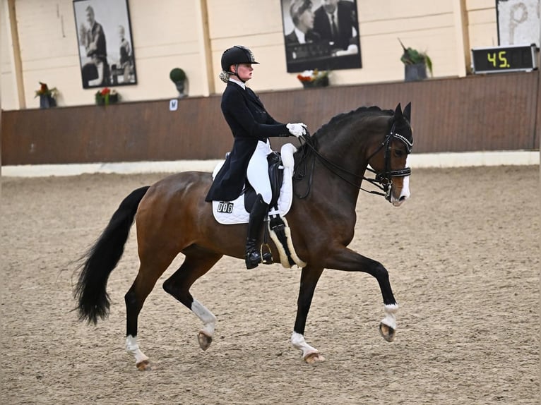 Rhinelander Mare 14 years 16.2 hh Bay-Dark in Verl