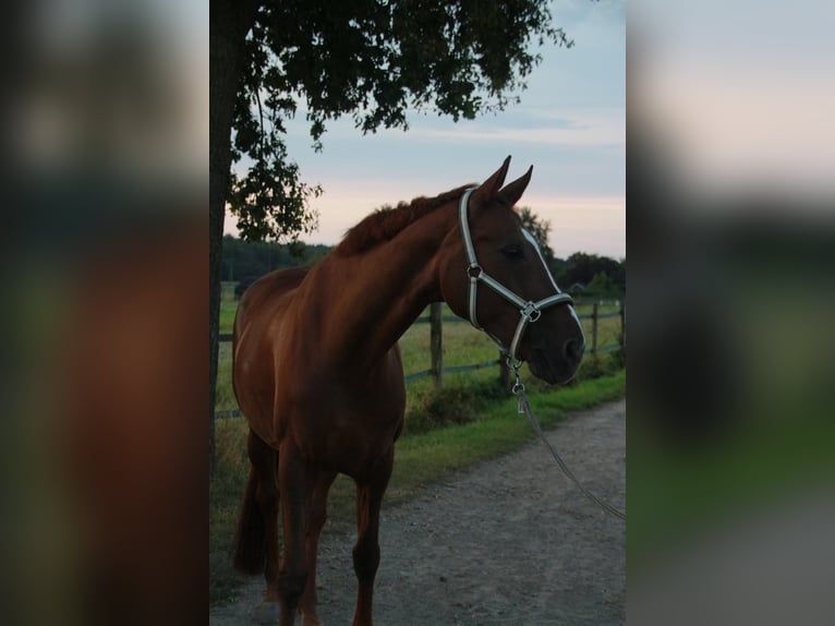Rhinelander Mare 14 years 16.3 hh Chestnut in Kamp-Lintfort