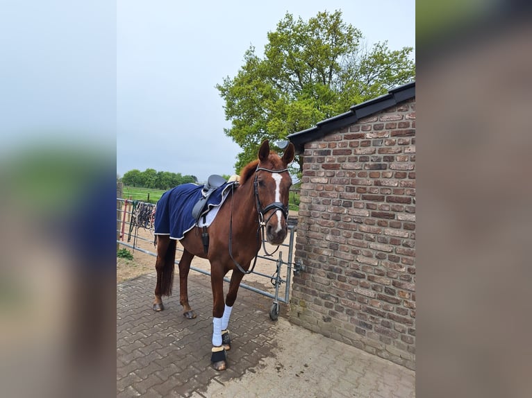 Rhinelander Mare 14 years 16.3 hh Chestnut in Kamp-Lintfort