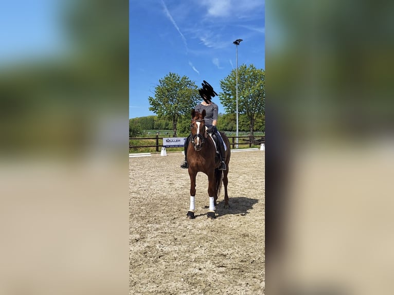 Rhinelander Mare 14 years 16.3 hh Chestnut in Kamp-Lintfort