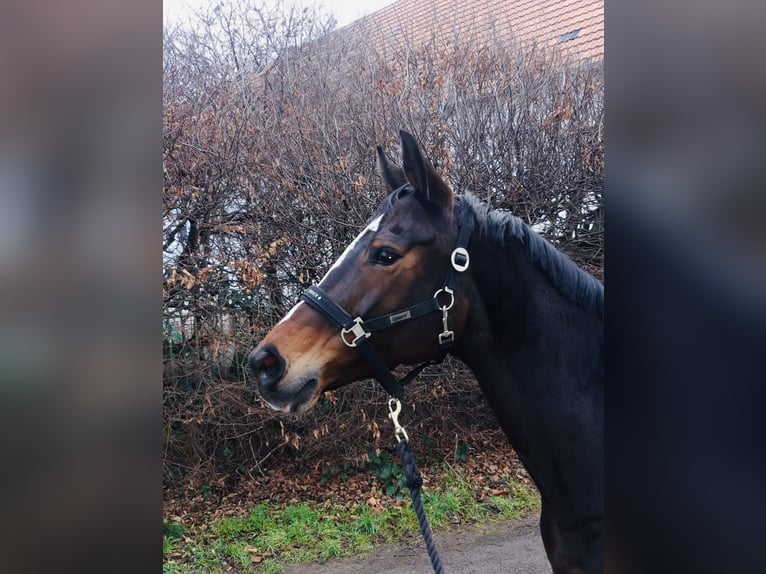 Rhinelander Mare 14 years 16 hh Bay-Dark in ZülpichZülpich