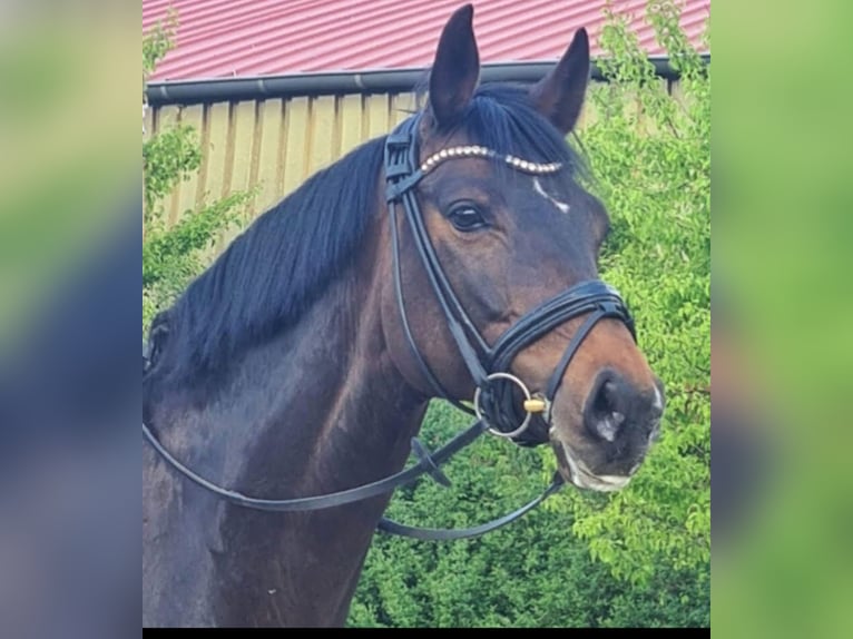 Rhinelander Mare 14 years 16 hh Bay-Dark in Köln