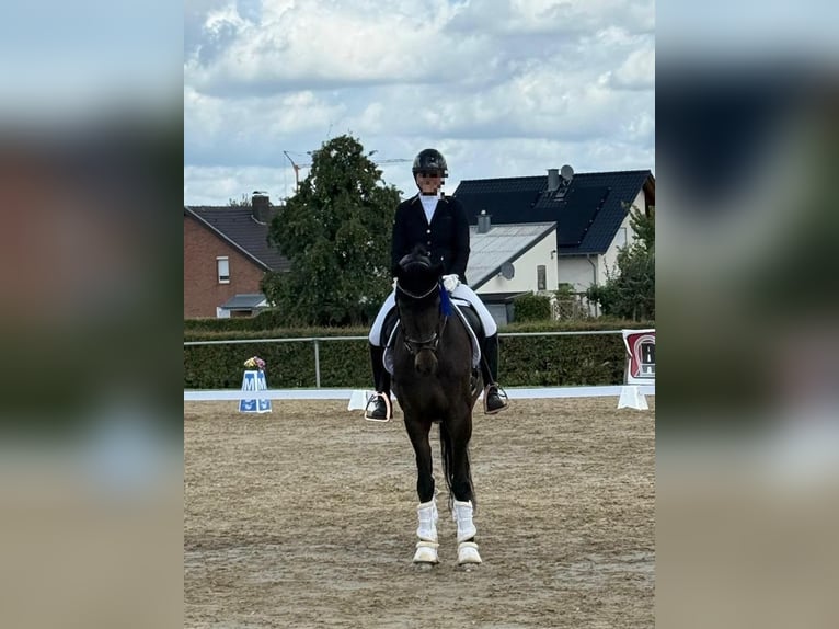 Rhinelander Mare 14 years 16 hh Bay-Dark in Niederzier