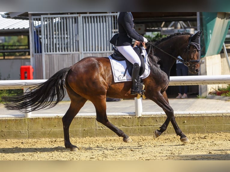 Rhinelander Mare 14 years 16 hh Bay-Dark in Niederzier