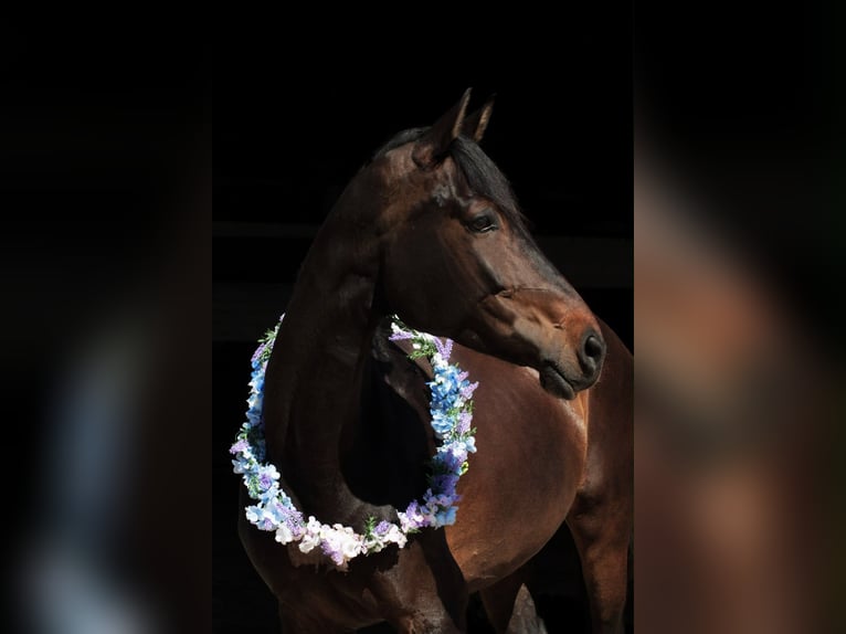 Rhinelander Mare 14 years 16 hh Bay-Dark in Niederzier