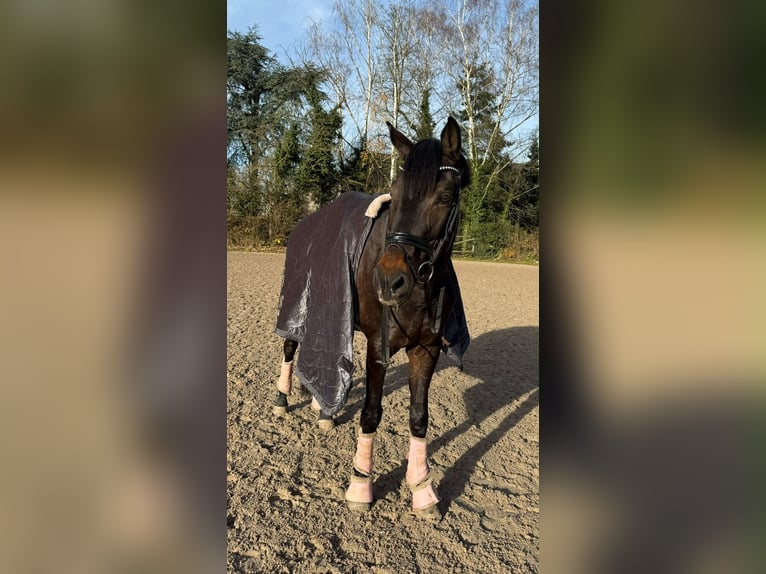 Rhinelander Mare 14 years 16 hh Bay-Dark in Niederzier