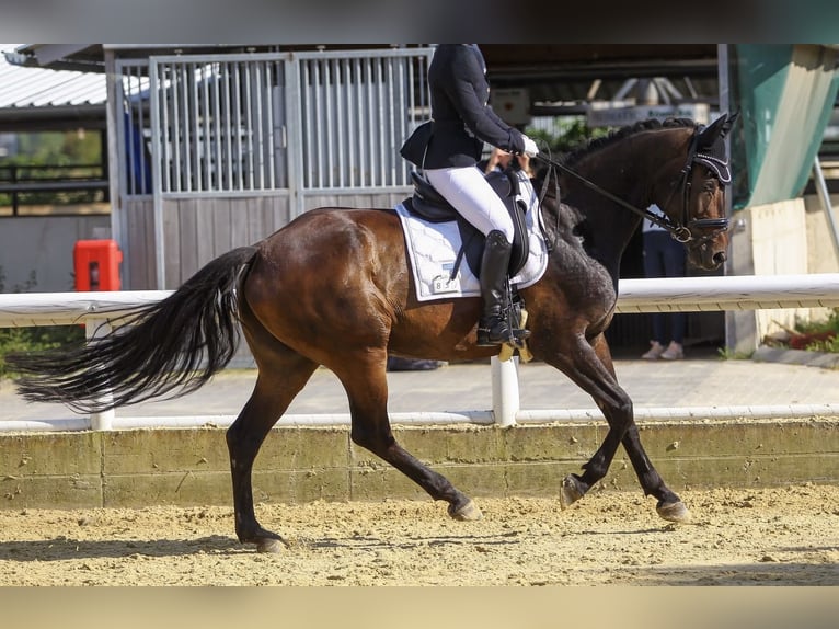 Rhinelander Mare 14 years 16 hh Bay-Dark in Übach-Palenberg