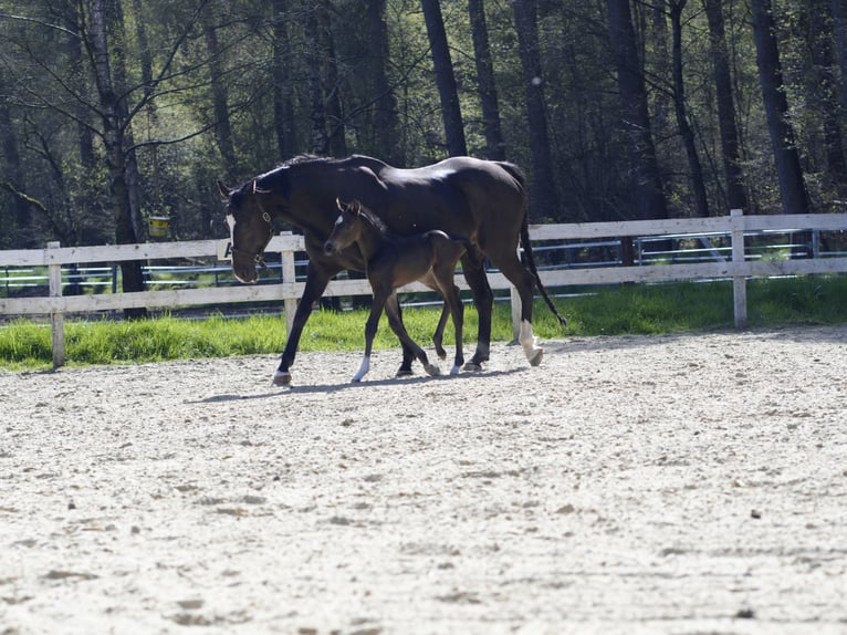 Rhinelander Mare 14 years 16 hh Bay-Dark in RheineRheine