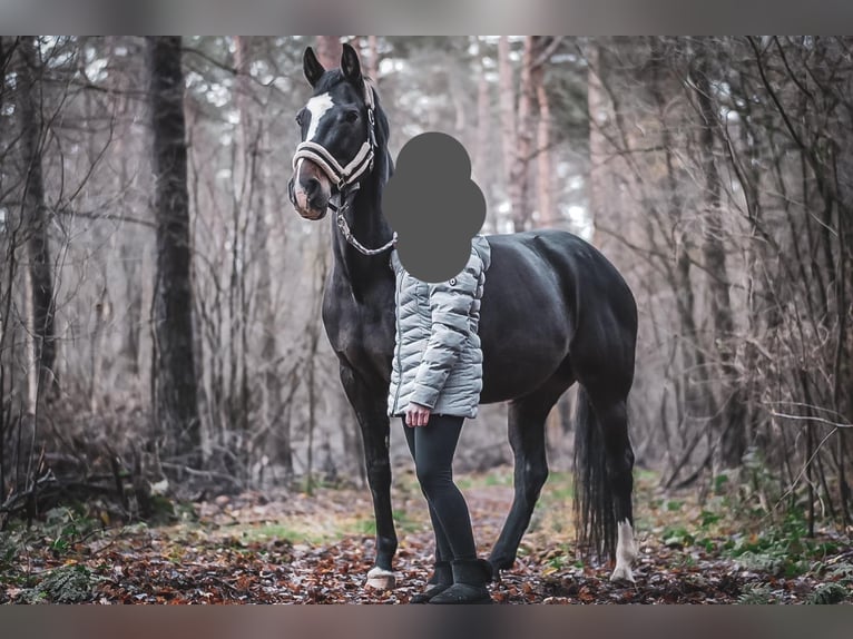 Rhinelander Mare 14 years 16 hh Bay-Dark in RheineRheine