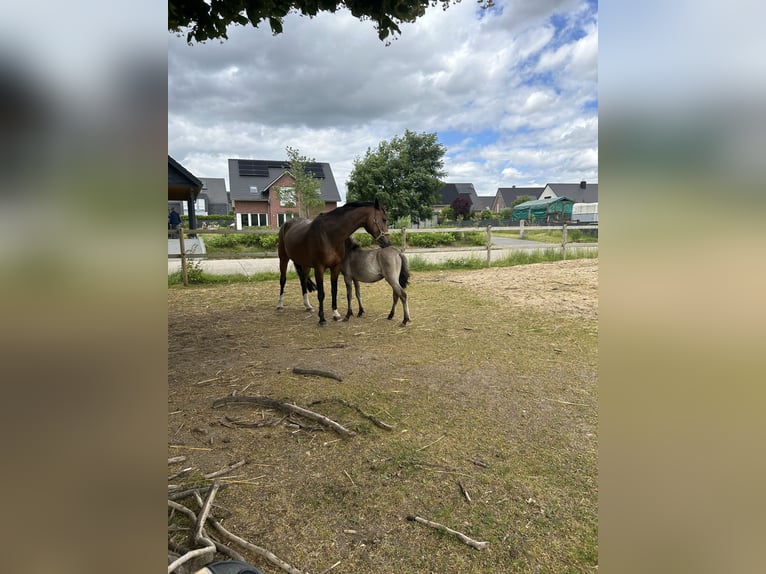 Rhinelander Mare 14 years 16 hh Brown in Dülmen