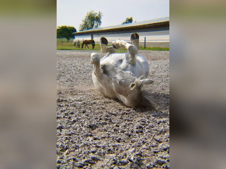 Rhinelander Mare 14 years 16 hh Grey-Dark-Tan in Dreschvitz