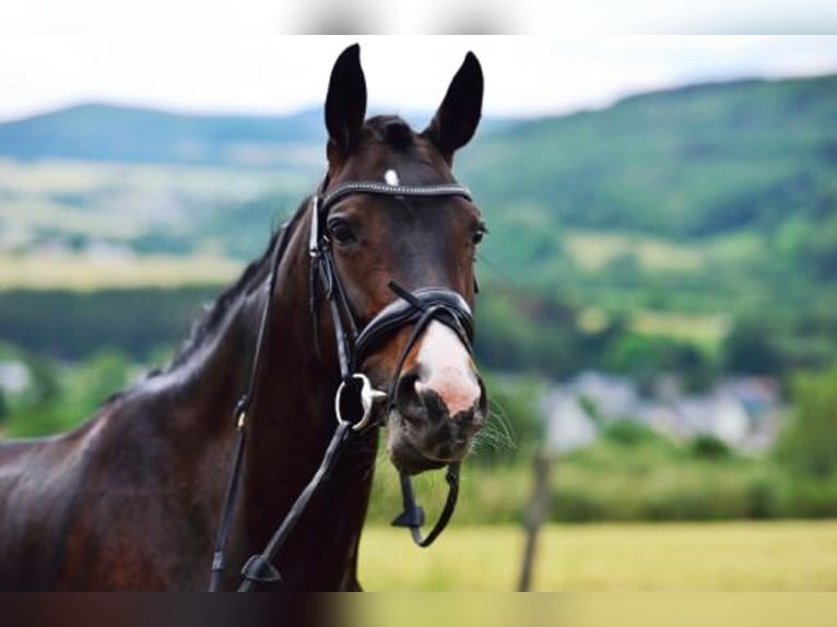 Rhinelander Mare 14 years 16,1 hh Bay-Dark in Wenden