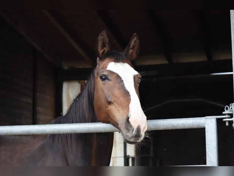 Rhinelander Mare 14 years 16,1 hh Brown in Penzberg