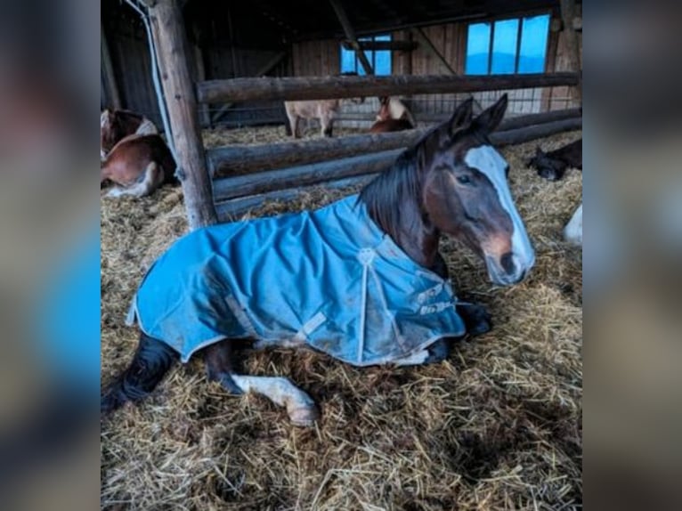 Rhinelander Mare 14 years 16,1 hh  in Penzberg