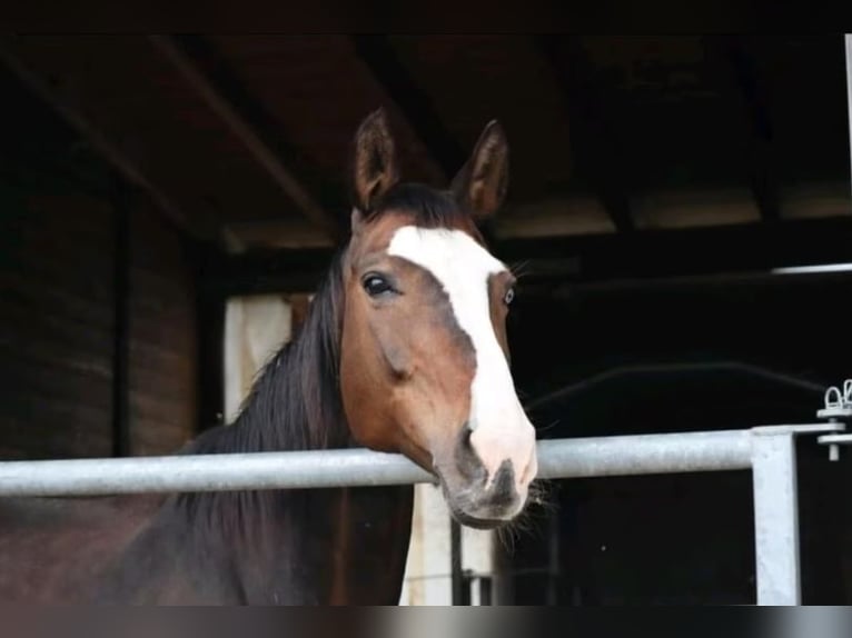 Rhinelander Mare 14 years 16,1 hh  in Penzberg