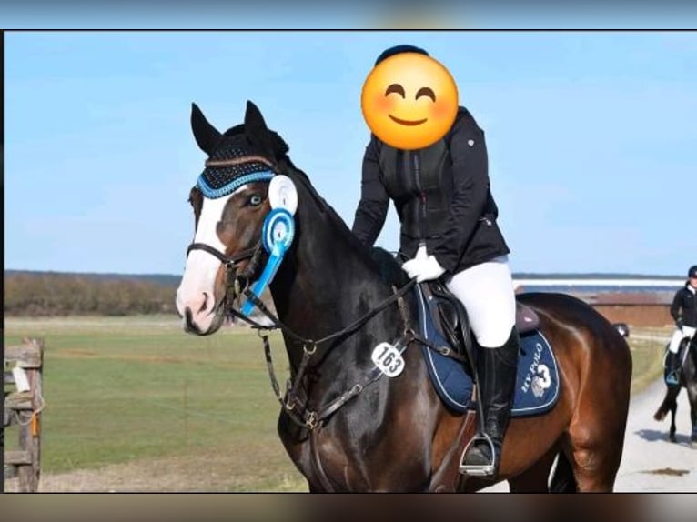 Rhinelander Mare 14 years 16,1 hh  in Penzberg