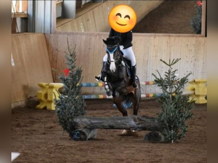 Rhinelander Mare 14 years 16,1 hh  in Penzberg