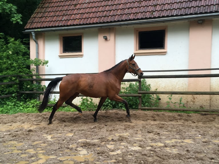 Rhinelander Mare 14 years 16,2 hh Brown in Köln