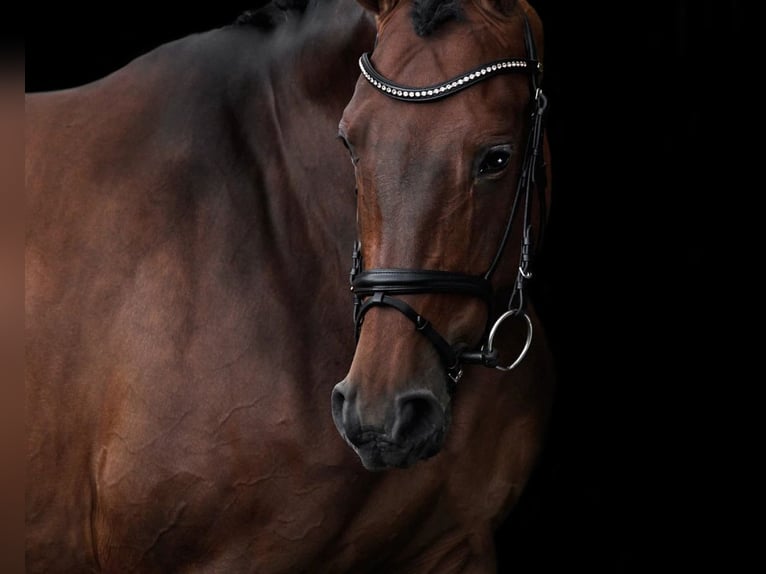 Rhinelander Mare 14 years 16,3 hh Brown in Seeth-Ekholt