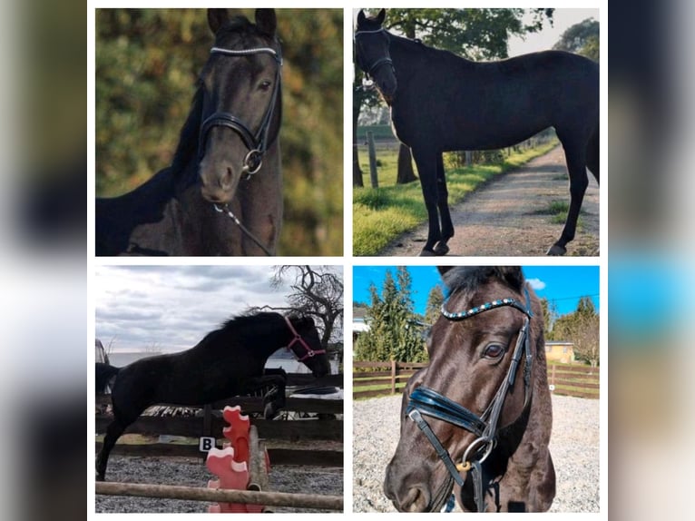 Rhinelander Mare 15 years 15,1 hh Black in Sinzheim