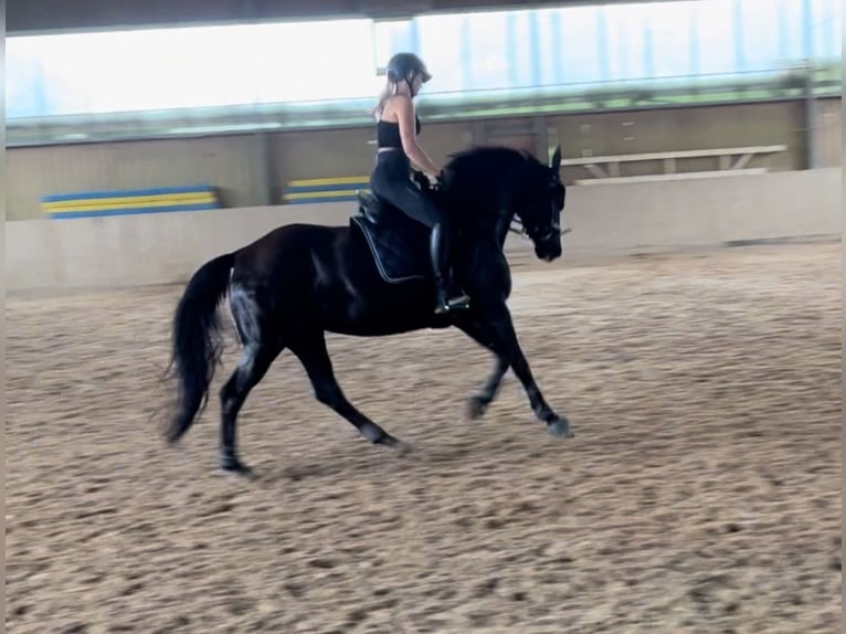 Rhinelander Mare 15 years 15,1 hh Black in Sinzheim