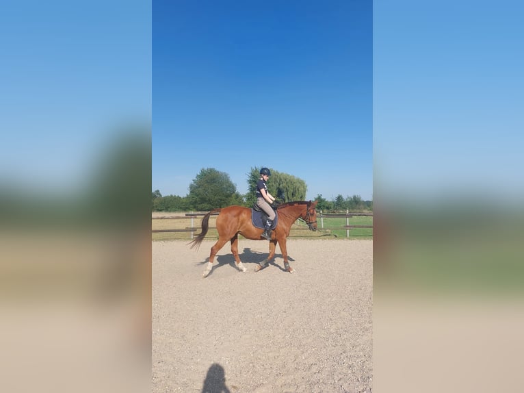 Rhinelander Mare 15 years 15,1 hh Chestnut-Red in Braunschweig