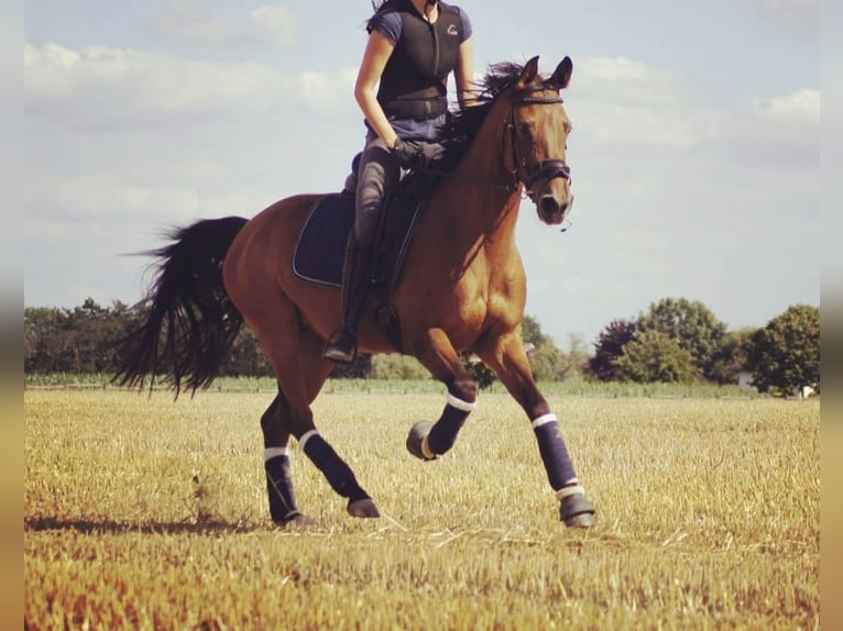 Rhinelander Mare 15 years 15.2 hh Brown in Rheinberg