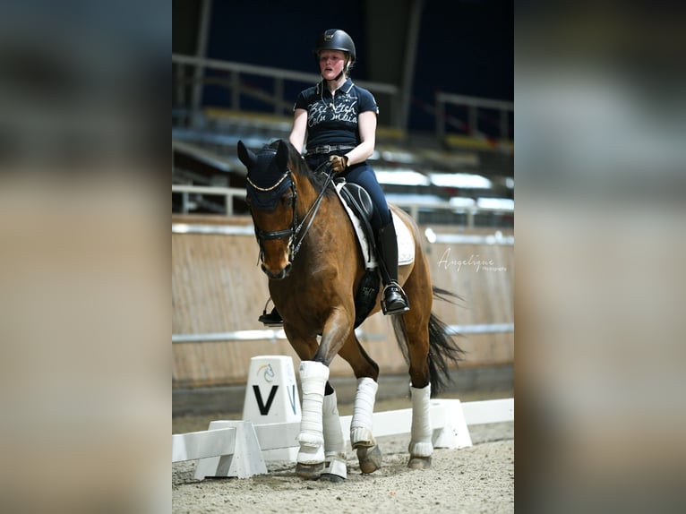 Rhinelander Mare 15 years 16.2 hh Brown in Eschweiler