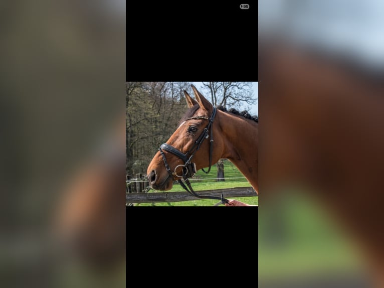 Rhinelander Mare 15 years 16.2 hh Brown in Eschweiler