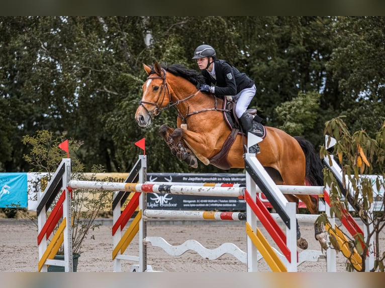 Rhinelander Mare 15 years 16.3 hh Brown in Kevelaer