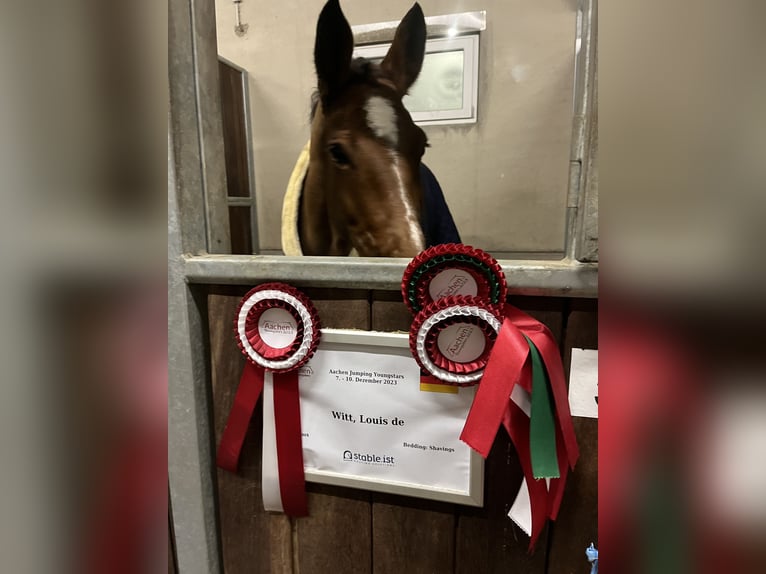 Rhinelander Mare 15 years 16.3 hh Brown in Kevelaer