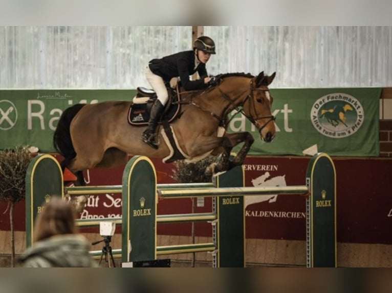 Rhinelander Mare 15 years 16.3 hh Brown in Kevelaer