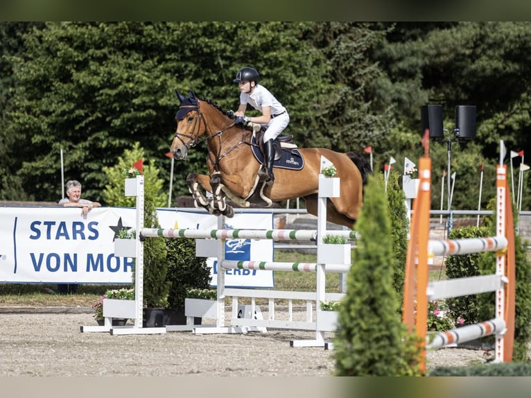 Rhinelander Mare 15 years 16.3 hh Brown in Kevelaer