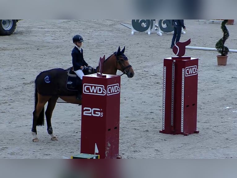 Rhinelander Mare 15 years 16.3 hh Brown in Kevelaer