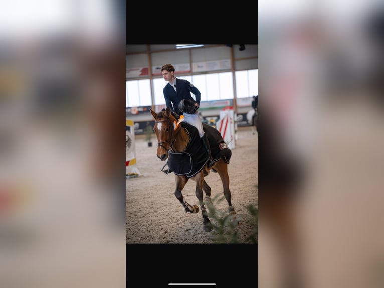 Rhinelander Mare 15 years 16.3 hh Brown in Kevelaer