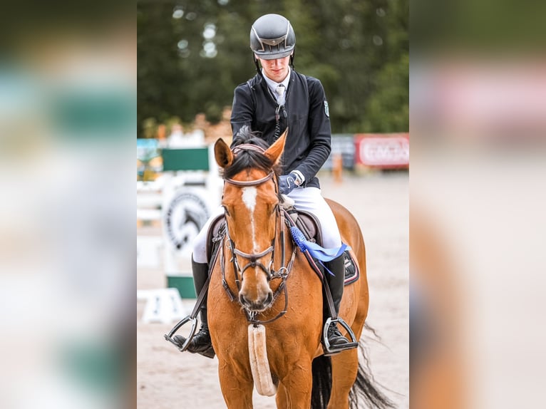 Rhinelander Mare 15 years 16.3 hh Brown in Kevelaer
