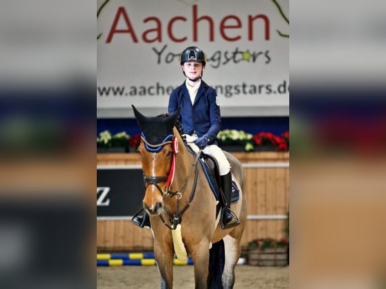 Rhinelander Mare 15 years 16.3 hh Brown in Kevelaer