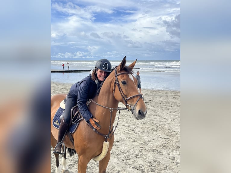Rhinelander Mare 15 years 16.3 hh Brown in Kevelaer