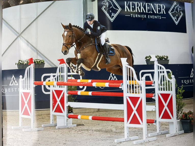 Rhinelander Mare 15 years 16.3 hh Brown in Kevelaer