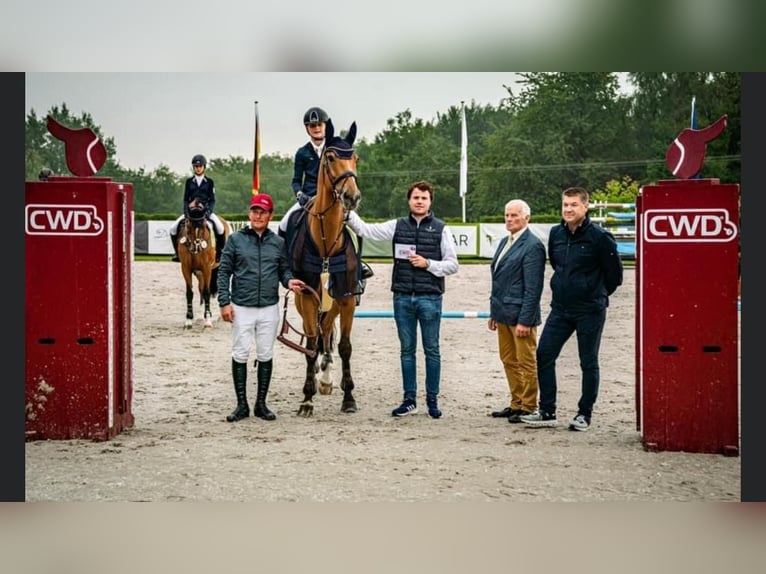 Rhinelander Mare 15 years 16.3 hh Brown in Kevelaer