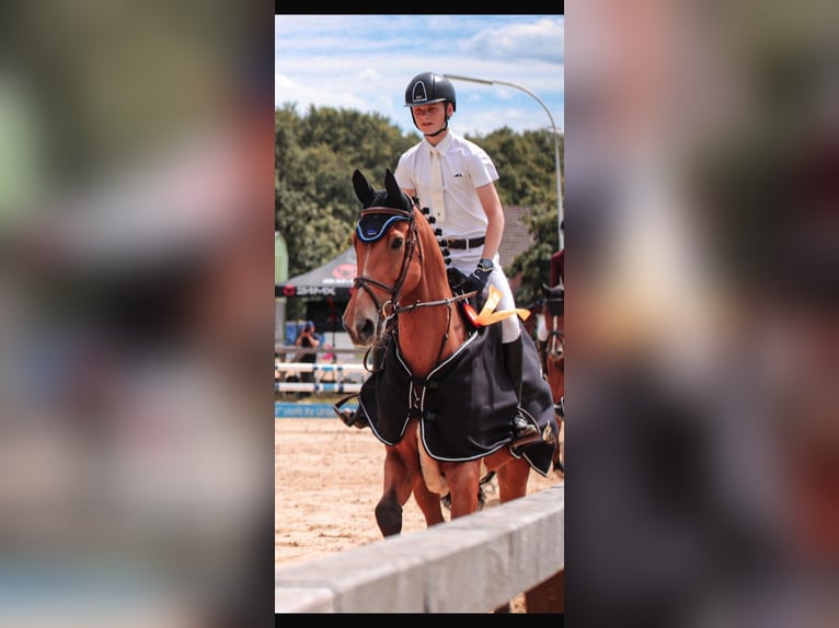 Rhinelander Mare 15 years 16.3 hh Brown in Kevelaer